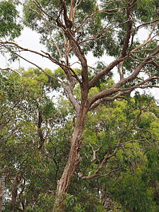 Eucalyptus viminalis ssp. cygnetensis pl Denzel Murfet Scott CP